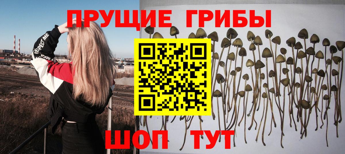 Псилоцибиновые грибы Cubensis  Вход с VPN  Тюмень 
